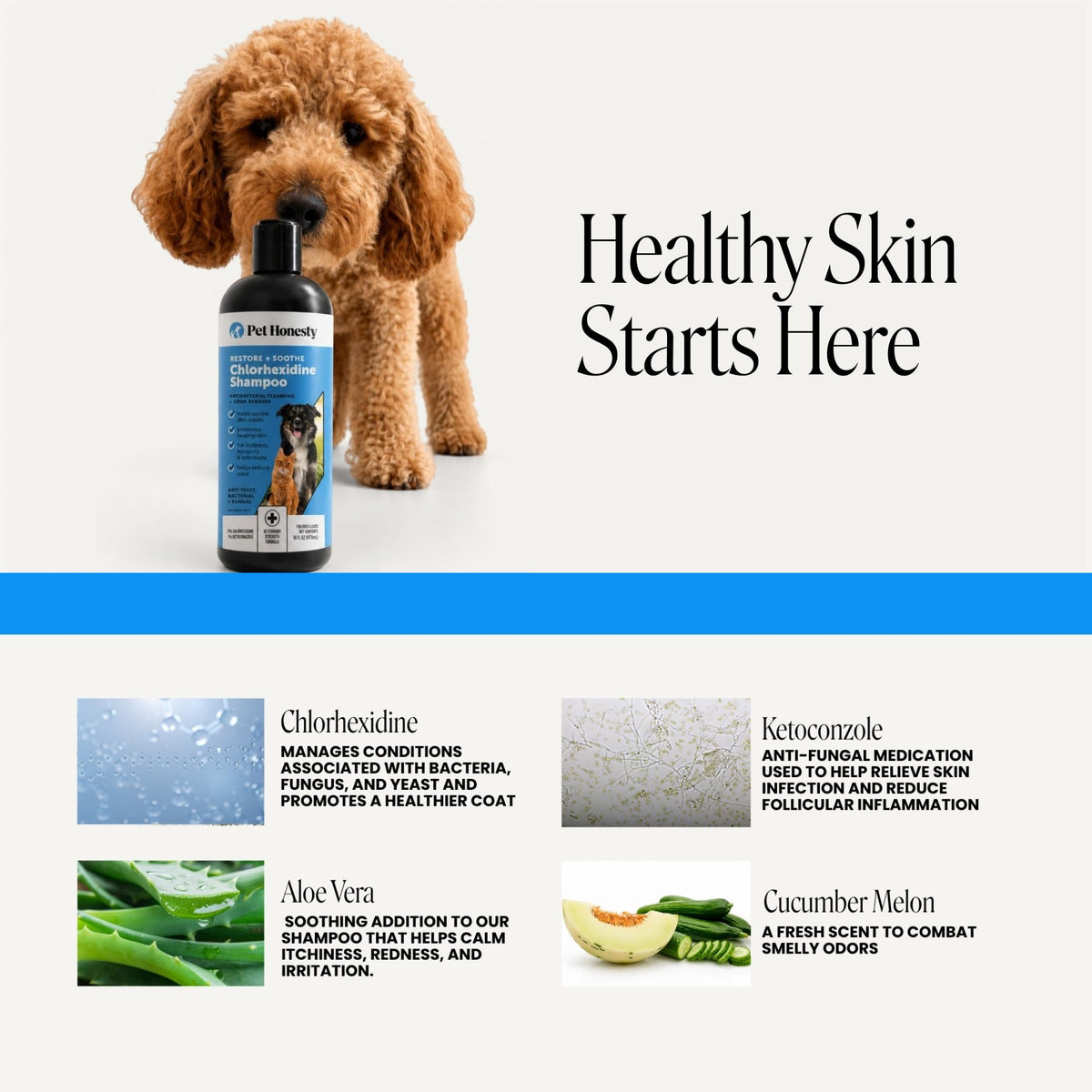 Chlorhexidine Dog Shampoo 16oz Z5256